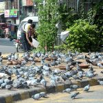 A person is tossing food to a flock of pigeons by the roadside