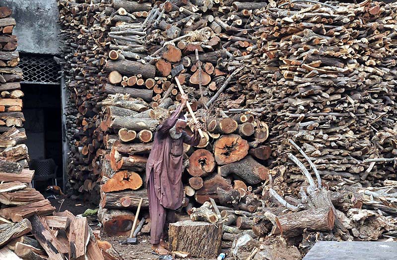 Old man cutting wood into pieces for selling purpose at his workplace in the Federal Capital.