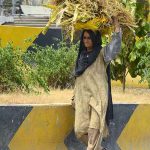 An elderly woman is carrying dry branches on her head for domestic use along Charsadda road.