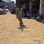 A person busy in spreading rice crop for drying purpose at Ghala Mandi.