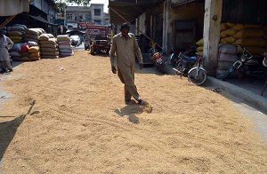 A person busy in spreading rice crop for drying purpose at Ghala Mandi.