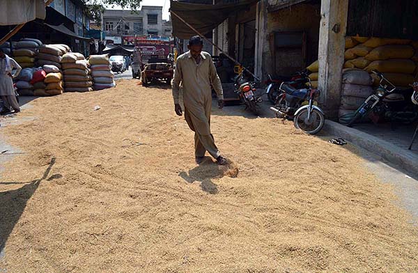 A person busy in spreading rice crop for drying purpose at Ghala Mandi.