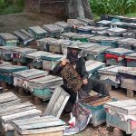 A farmer busy in collecting honey at his bee farm to sell it in the market.