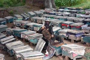 A farmer busy in collecting honey at his bee farm to sell it in the market. 
