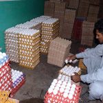 A poultry worker arranges eggs in trays after collecting them at the farm.