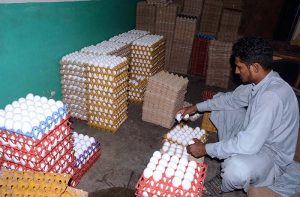A poultry worker arranges eggs in trays after collecting them at the farm.