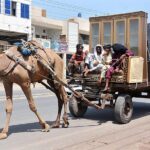 Camel cart holder on the way loaded with household items.
