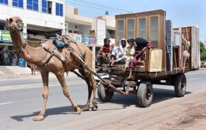 Camel cart holder on the way loaded with household items.
