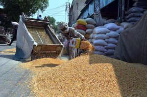 A person busy in spreading rice crop for drying purpose at Ghala Mandi.