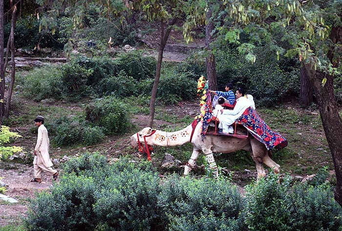 A family enjoying camel ride at famous picnic point Damn-e-Koh in Federal Capital.