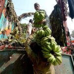 Laborers busy in offloading bananas from the delivery truck at Fruit Market