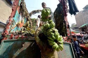Laborers busy in offloading bananas from the delivery truck at Fruit Market
