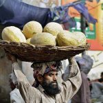 Labourer carrying a basket of seasonal fruit (Garma) at the fruit market