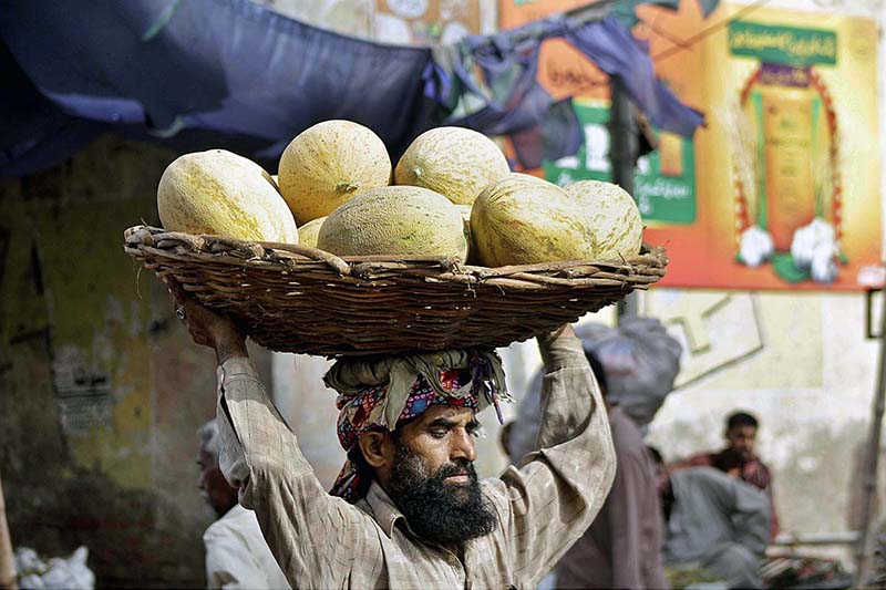 Labourer carrying a basket of seasonal fruit (Garma) at the fruit market