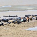 A large number of buffaloes bathing in the Indus river.