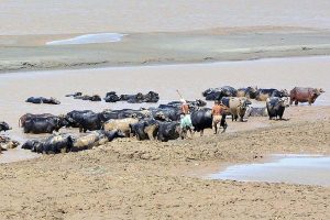 A large number of buffaloes bathing in the Indus river. 