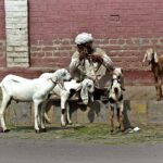 An elderly vendor selling baby goats at Hussain agahi Bazar
