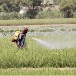 Farmer busy spraying pesticides on the crop at his farm field