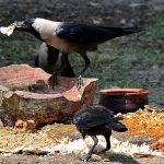 A view of crows picking the food throw by the people as mercy at roadside