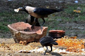 A view of crows picking the food throw by the people as mercy at roadside
