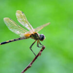 A dragonfly sitting on the plant at local park.
