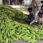 Vendor selling corn cobs at Lahori Gate.
