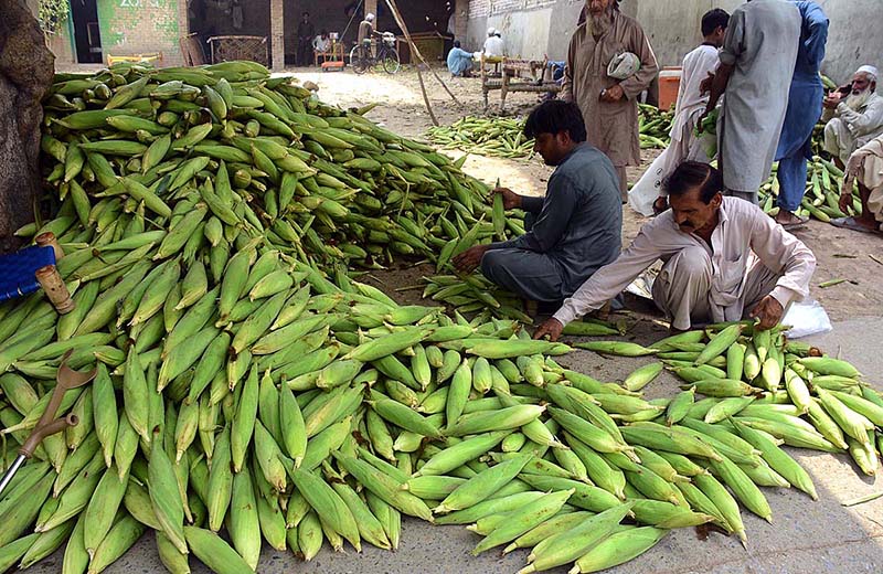 Vendor selling corn cobs at Lahori Gate.