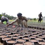 A nursery worker busy in seedling into pots for germination seasonal plants and flowers in Federal Capital