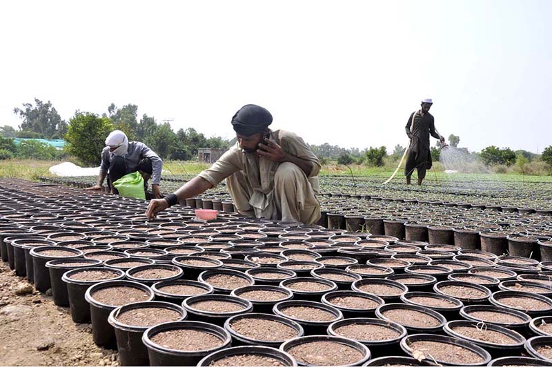 A nursery worker busy in seedling into pots for germination seasonal plants and flowers in Federal Capital