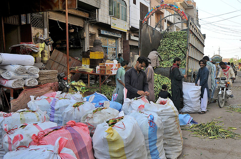 Labourers unloading and packing corns at Vegetable Market.