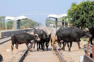 A herd of buffaloes crossing the railway track near the Railway Station. 
