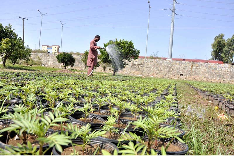 A nursery worker busy in seedling into pots for germination seasonal plants and flowers in Federal Capital