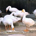 A flock of ducks picking food on the roadside