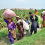 Farmer women with children on the way while carrying cotton bags after picking at Hala naka area.