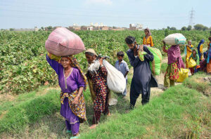 Farmer women with children on the way while carrying cotton bags after picking at Hala naka area.