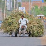 A tri-cycle cart holder on the way loaded with fodder for animals heading towards his destination