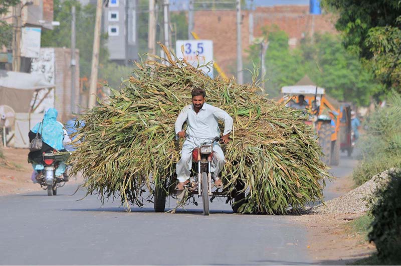 A tri-cycle cart holder on the way loaded with fodder for animals heading towards his destination
