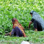 Female farmers are harvesting fresh spinach vegetables in their farm fields