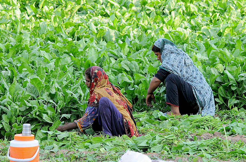 Female farmers are harvesting fresh spinach vegetables in their farm fields