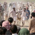 A view of Bull Race near the shrine of Shah Abdul Latif Bhitai on the occasion of 280th Urs celebration.