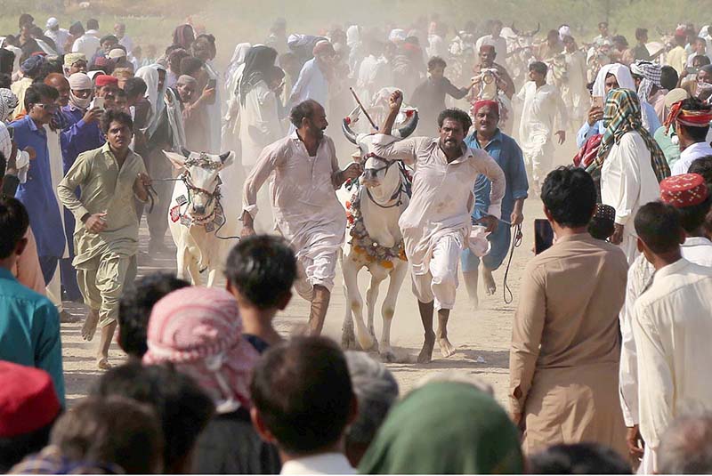 A view of Bull Race near the shrine of Shah Abdul Latif Bhitai on the occasion of 280th Urs celebration.