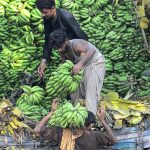 Labourers unloading bunch of bananas from a delivery truck at Fruit Market.