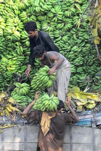 Labourers unloading bunch of bananas from a delivery truck at Fruit Market.