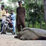 People feel so amazing to see big turtle crawling on the road near Damn e koh in the Federal Capital.