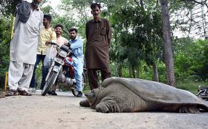 People feel so amazing to see big turtle crawling on the road near Damn e koh in the Federal Capital.