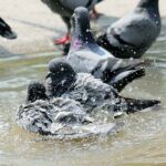 Pigeons taking a bath in the pond during hot weather in the city.