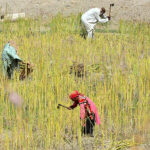 Farmers busy work at their field.