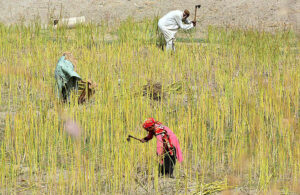  Farmers busy work at their field. 