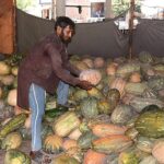 Labourers busy in unloading fresh vegetable (pumpkin) from delivery truck at Vegetable Market