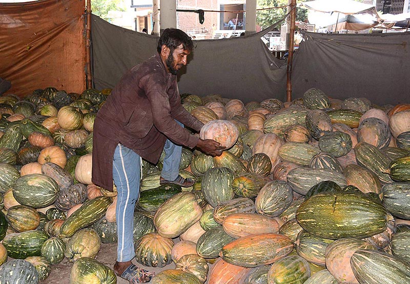 Labourers busy in unloading fresh vegetable (pumpkin) from delivery truck at Vegetable Market